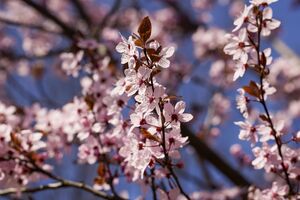 Деякі дерева й кущі не можуть рости поряд