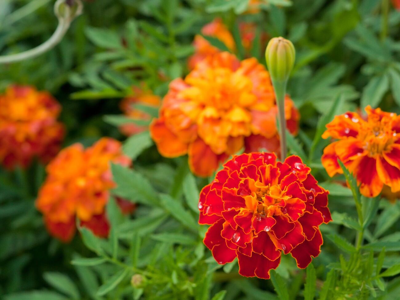 Чорнобривці мають цілющі властивості завдяки вмісту ефірних олій