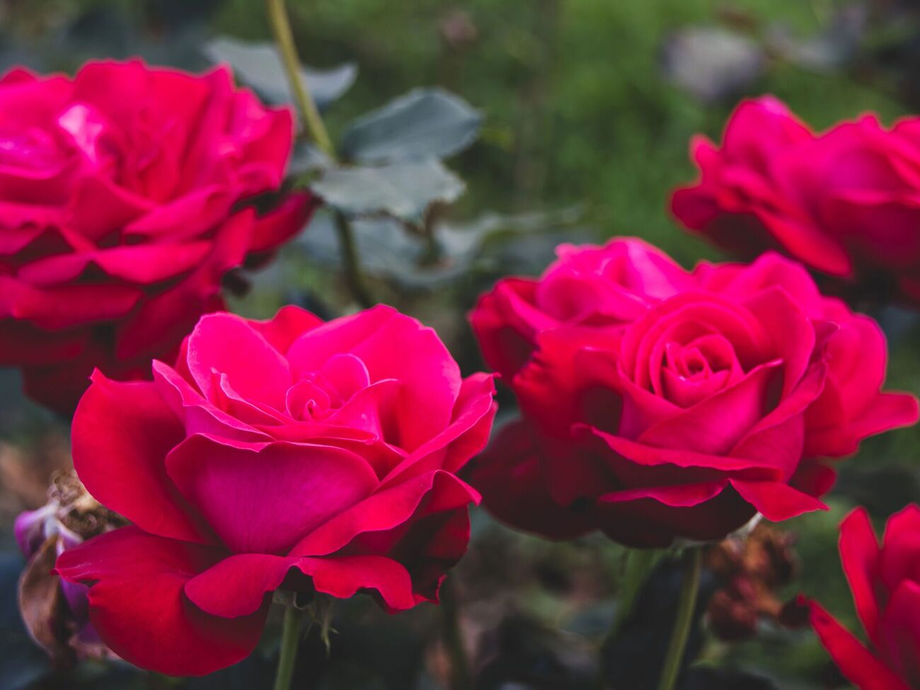 Размножение роз отводками – надежный способ укоренения растения