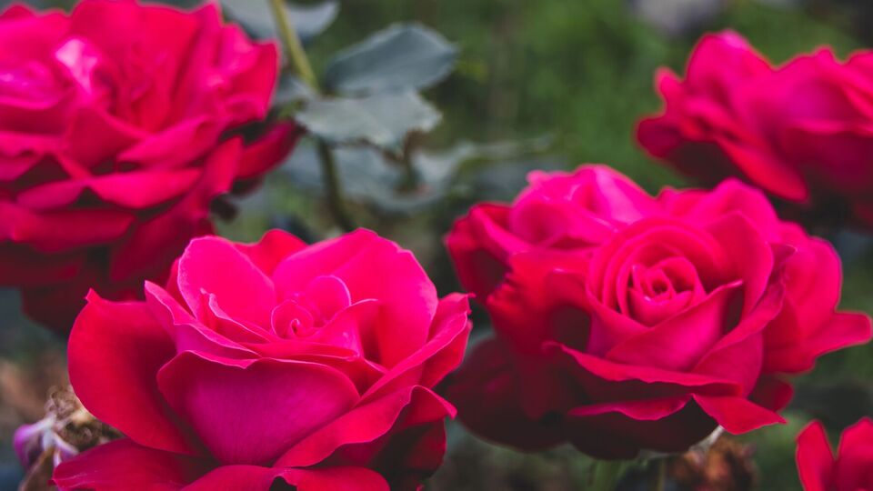 Розмноження троянд відводками – надійний спосіб укорінення рослини