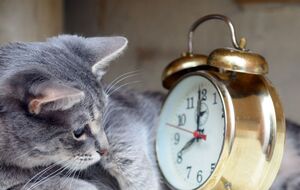 В 4.00 стрелки часов необходимо перевести на один час назад