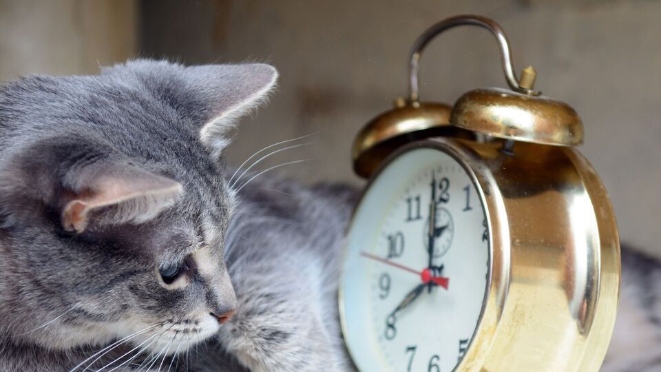 В 4.00 стрелки часов необходимо перевести на один час назад