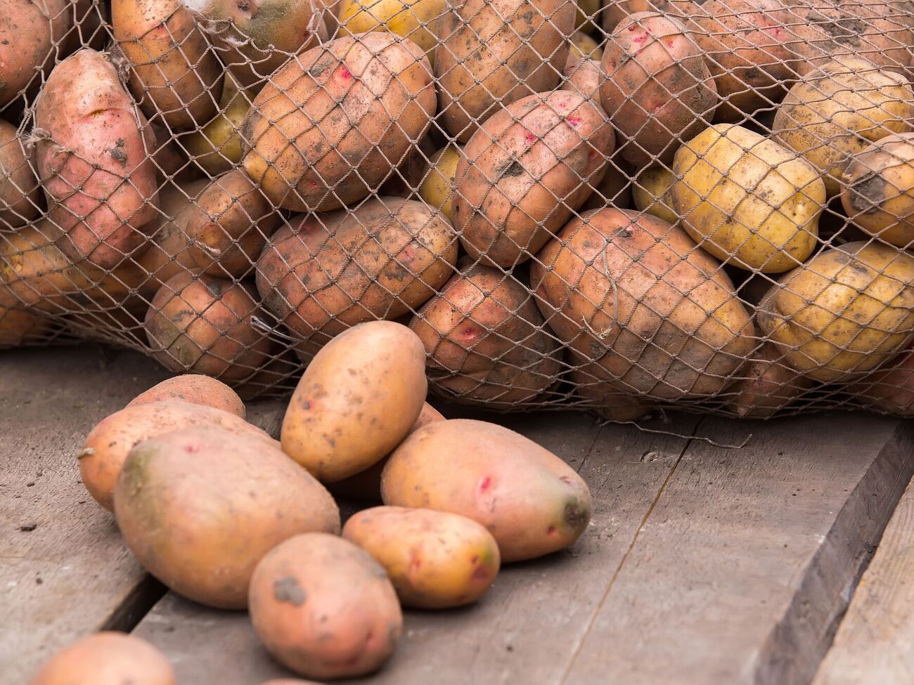 Во время хранения урожая каштаны и желуди будут выделять вещества, которые замедляют прорастание картофеля