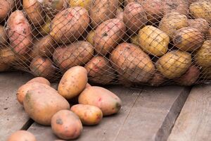 Під час зберігання врожаю каштани й жолуді виділятимуть речовини, які уповільнюють проростання картоплі
