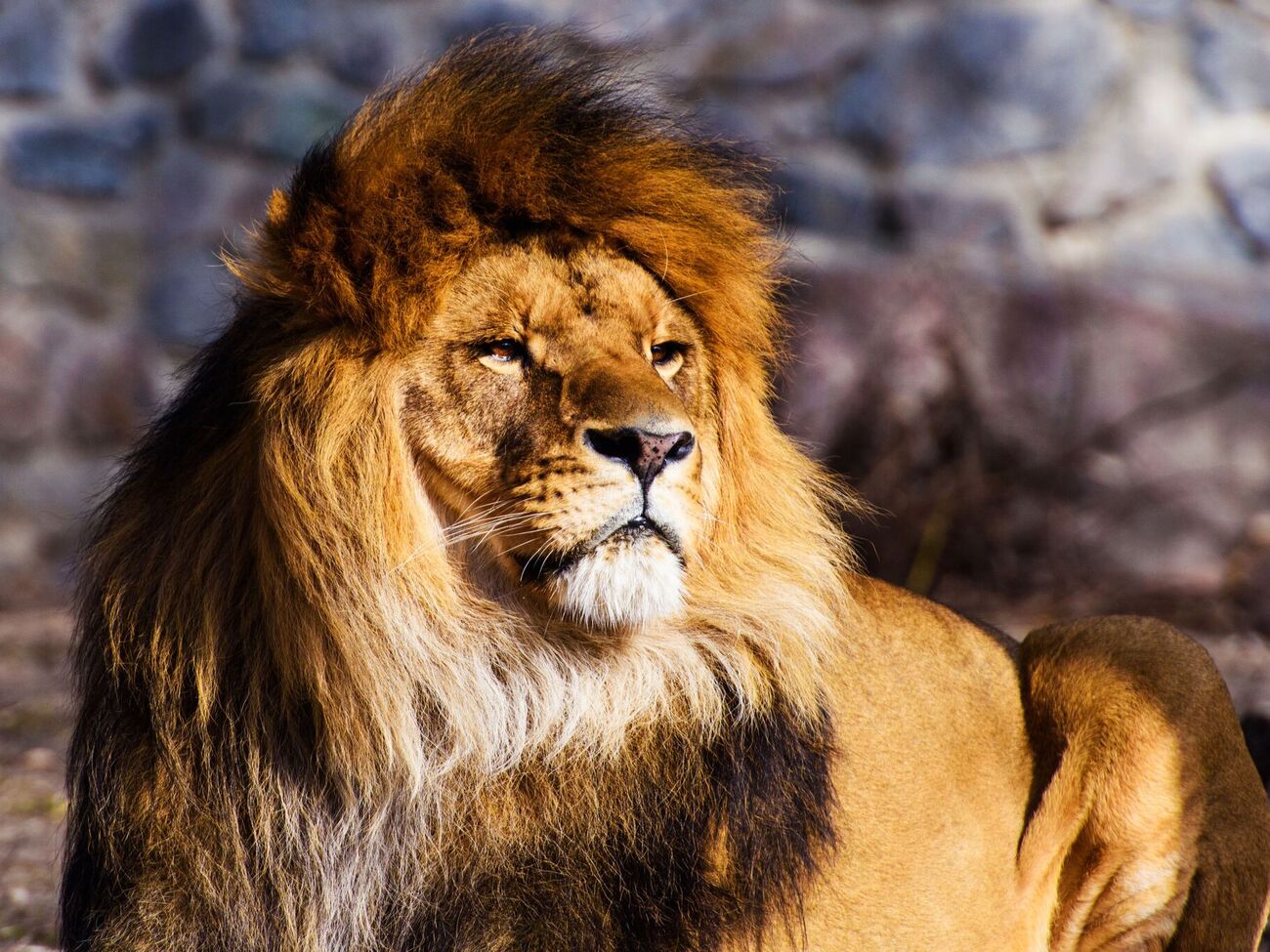 За попередніми даними поліції, тварина померла внаслідок онкохвороби