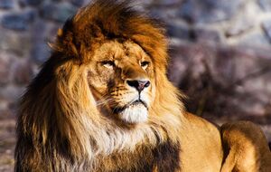 За попередніми даними поліції, тварина померла внаслідок онкохвороби