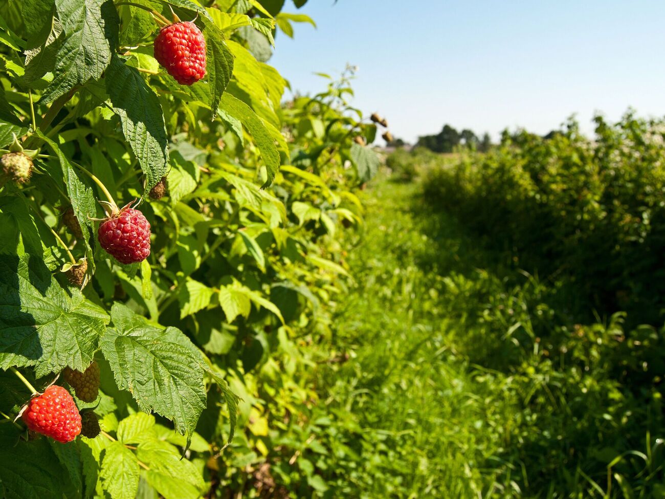 Малину не треба саджати поряд з іншими культурами