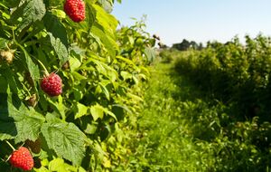 Малину не нужно сажать рядом с другими культурами