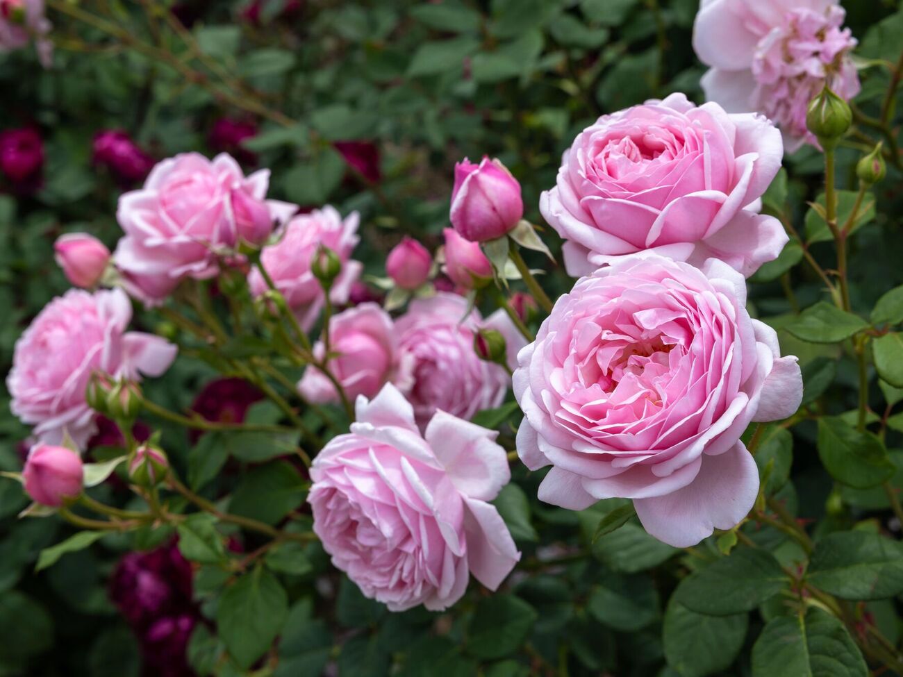 Перед зимой розы надо подкормить