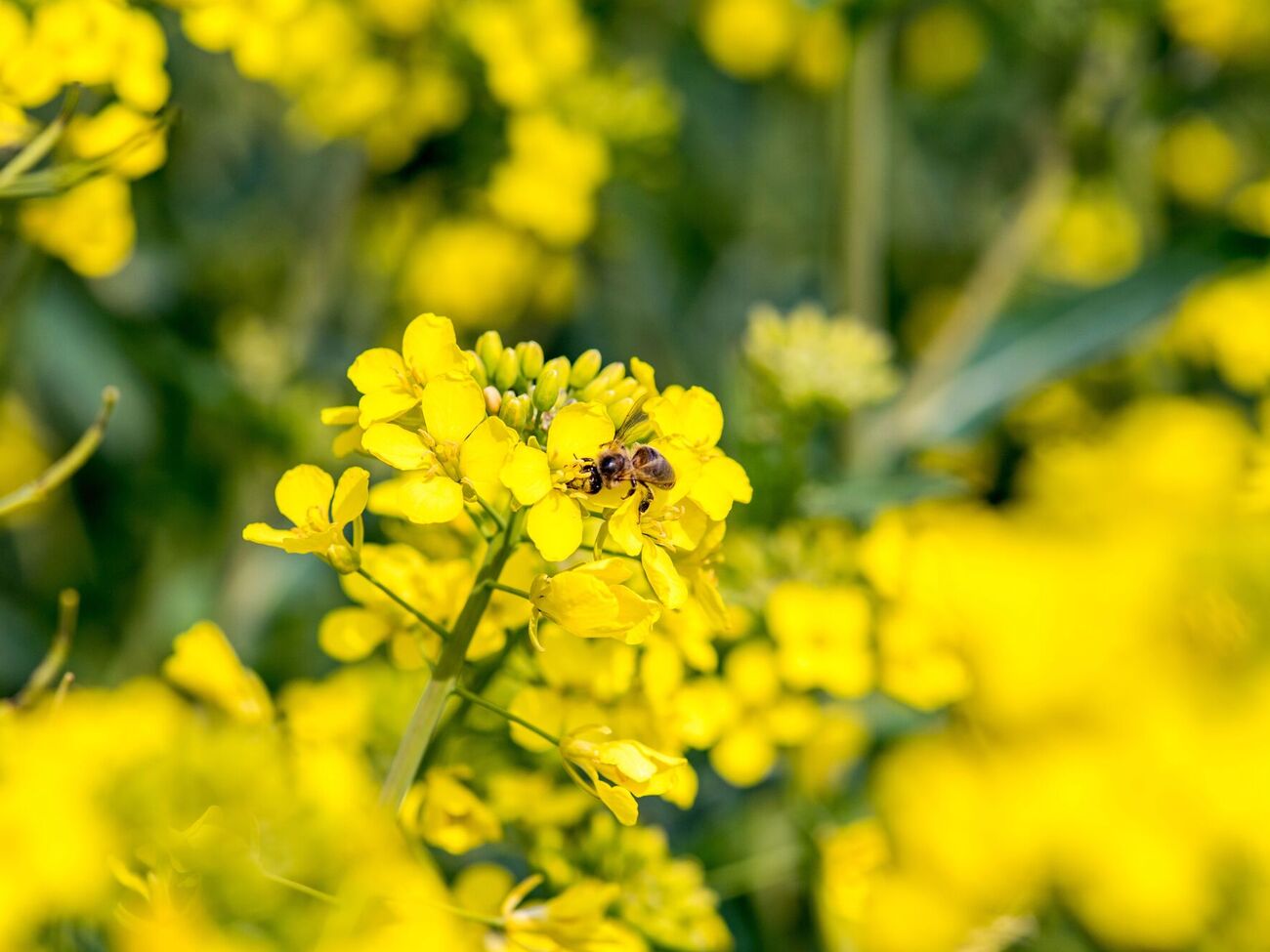Горчица – хороший сидерат
