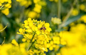 Гірчиця – гарний сидерат