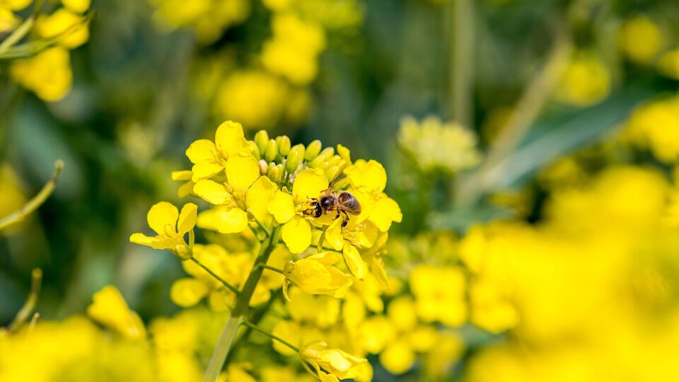 Гірчиця – гарний сидерат