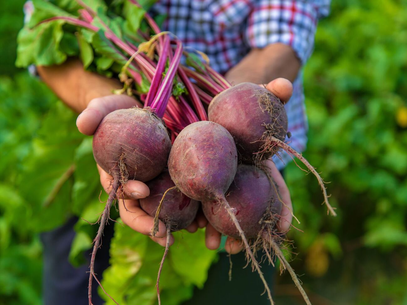 Озимую свеклу можно сажать и после выпадения снега
