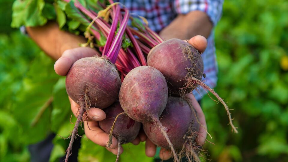 Озимі буряки можна саджати і після випадання снігу