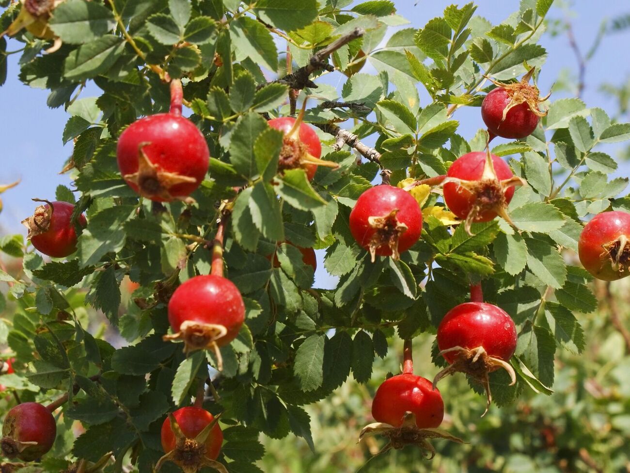 Шиповник может стать колючим природным ограждением в саду