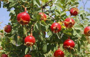 Шиповник может стать колючим природным ограждением в саду