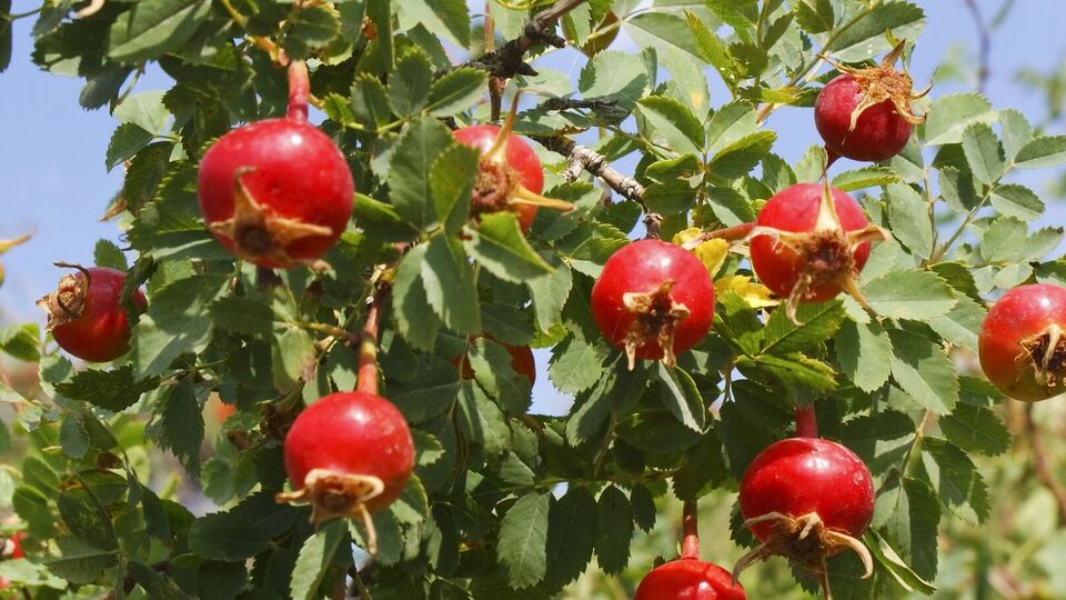 Шипшина може стати колючою природною огорожею в саду