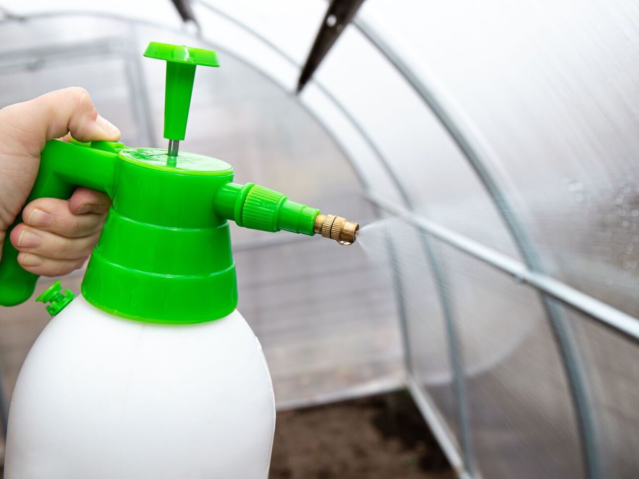 После уборки урожая теплицу следует обработать антибактериальными препаратами