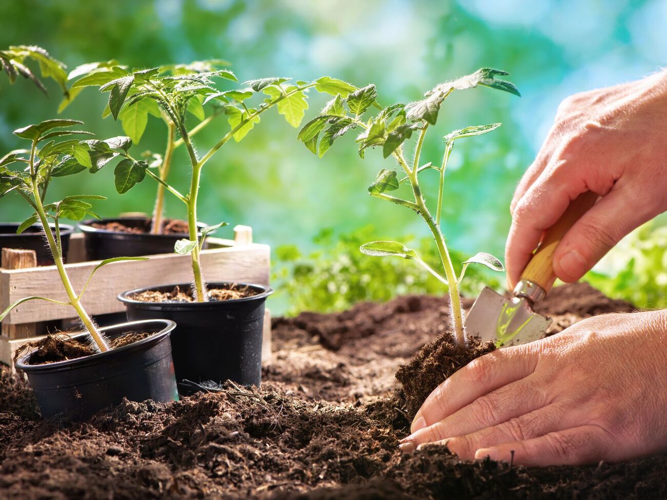 Как почва для рассады подойдет земля из огорода