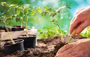 Как почва для рассады подойдет земля из огорода