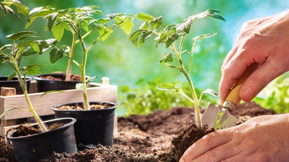 Как почва для рассады подойдет земля из огорода