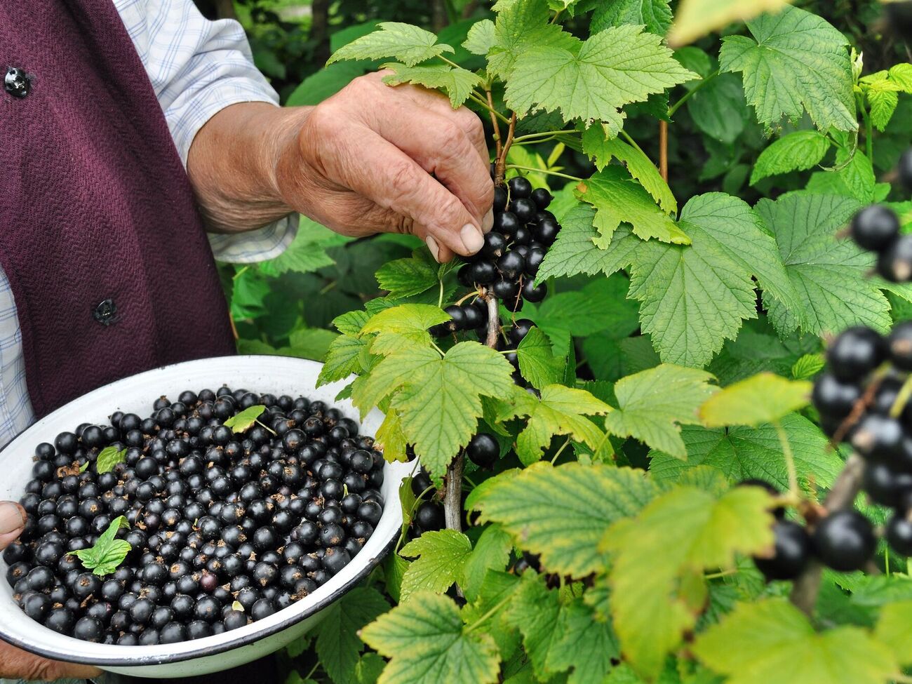 Если за смородиной ухаживать осенью, летом она даст большой урожай