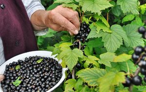 Если за смородиной ухаживать осенью, летом она даст большой урожай