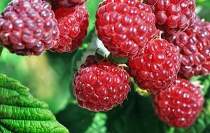 Малина даст хороший урожай