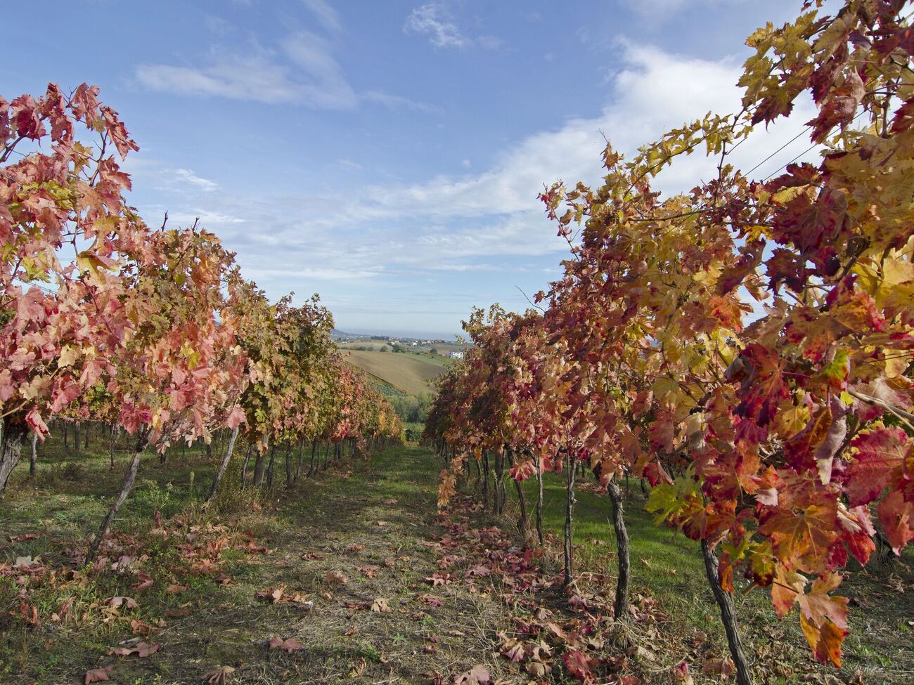 З укриттям винограду не потрібно поспішати