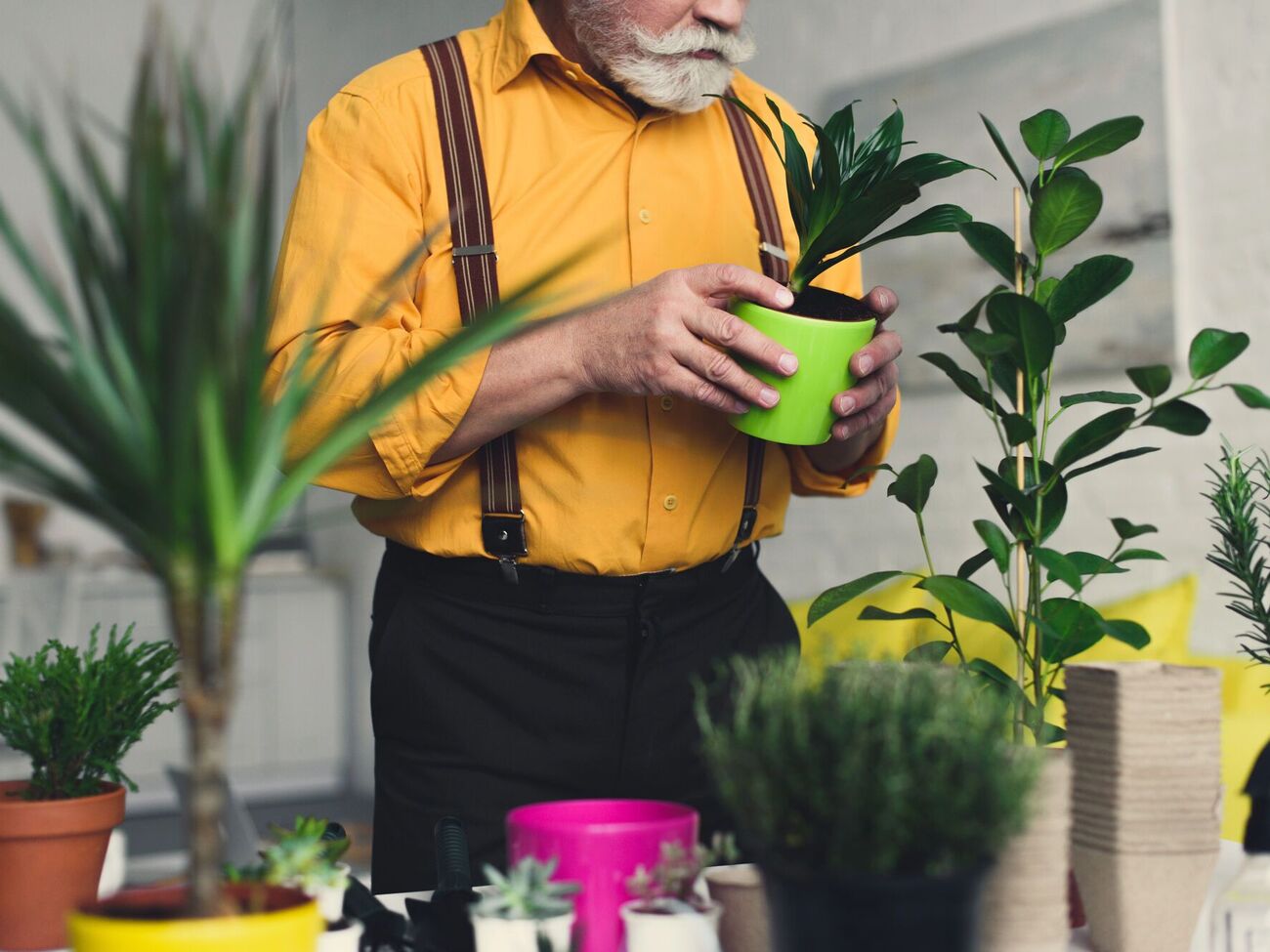 Плесень может появляться, если растение стоит в неподходящем месте