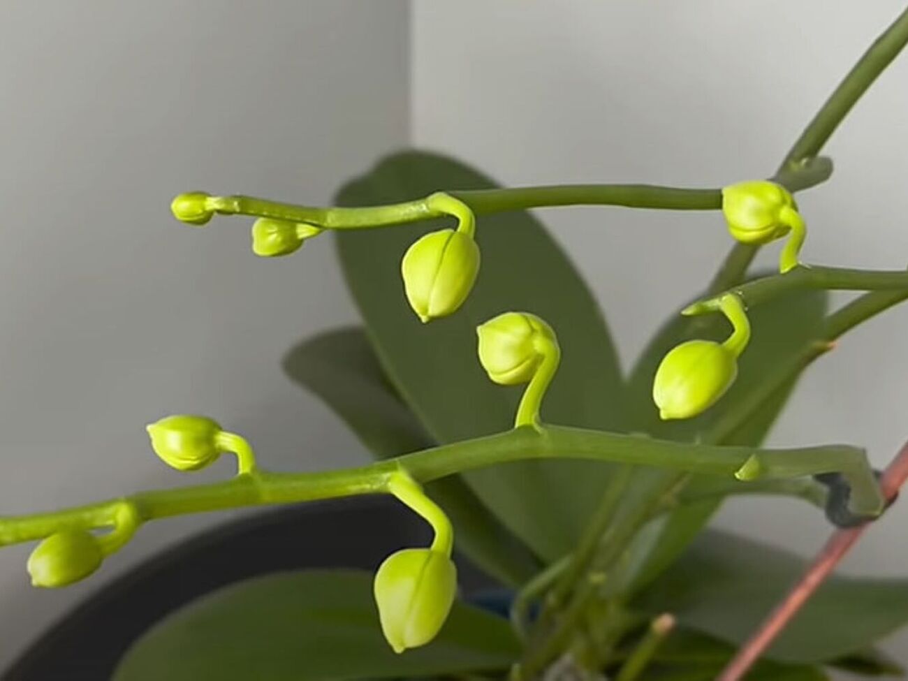 Після внесення підживлення в орхідеї з'явилися нові квітконоси