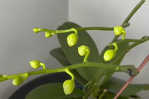 Після внесення підживлення в орхідеї з'явилися нові квітконоси