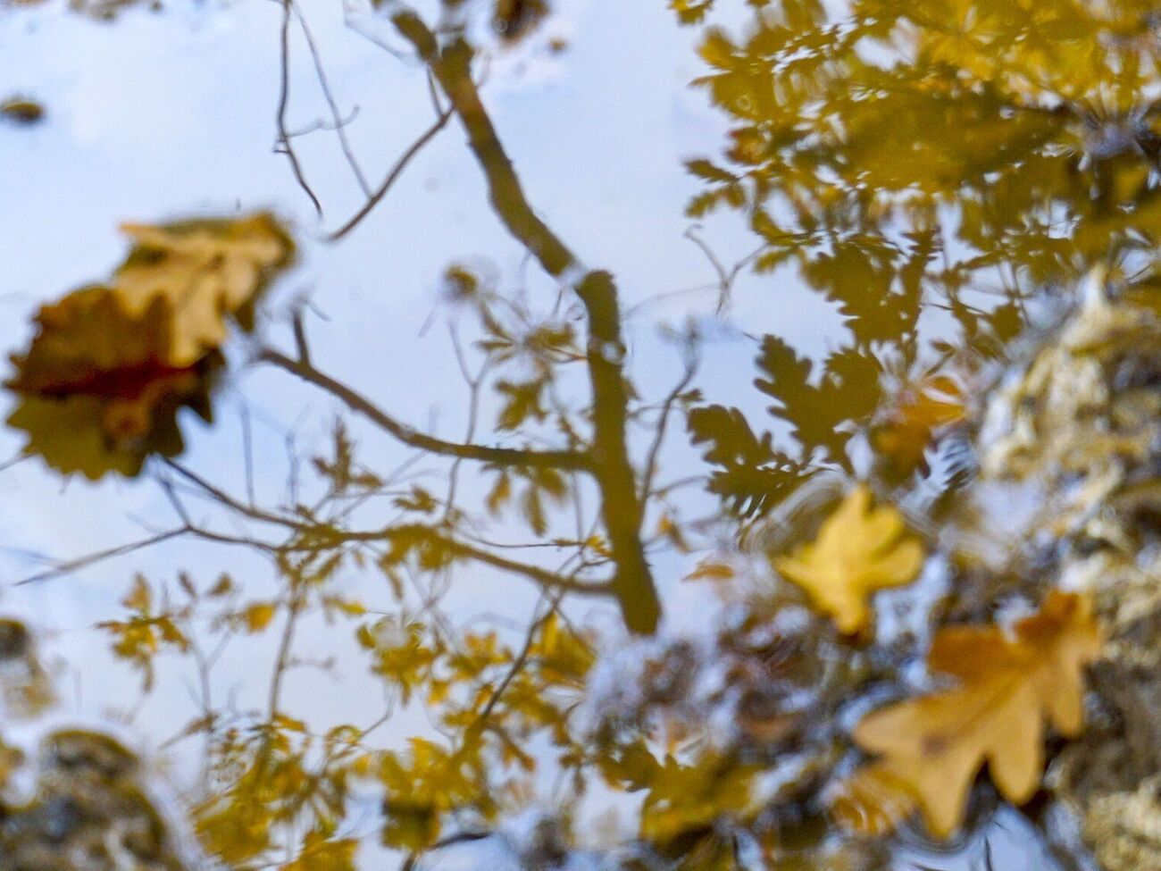 В середине недели в Киеве станет теплее, однако ненадолго, рассказала Диденко