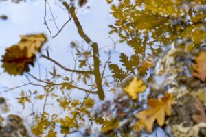 В середине недели в Киеве станет теплее, однако ненадолго, рассказала Диденко