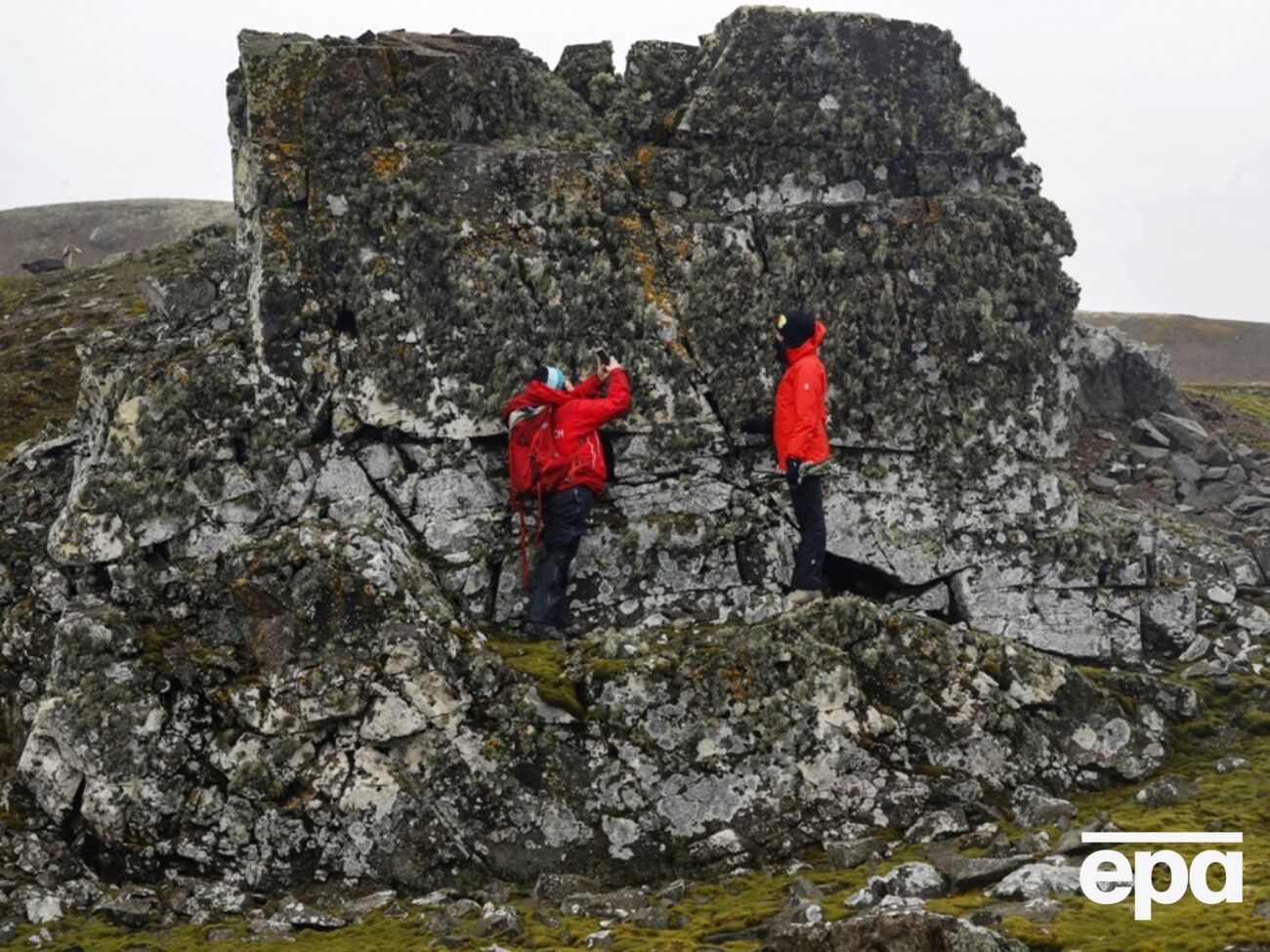 Дедалі більше поверхні Антарктиди вкривають рослини
