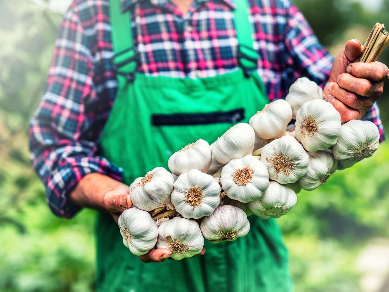 Чеснок вырастет крупным