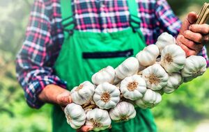 Чеснок вырастет крупным