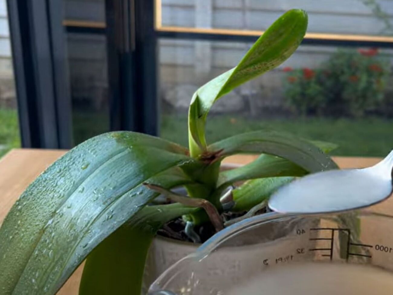 Осінь – ідеальна пора року для відновлення орхідей