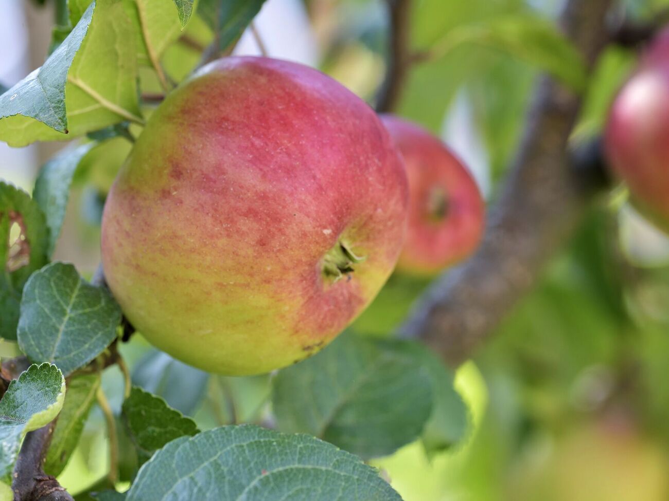 Восени яблуні потребують фосфору й калію