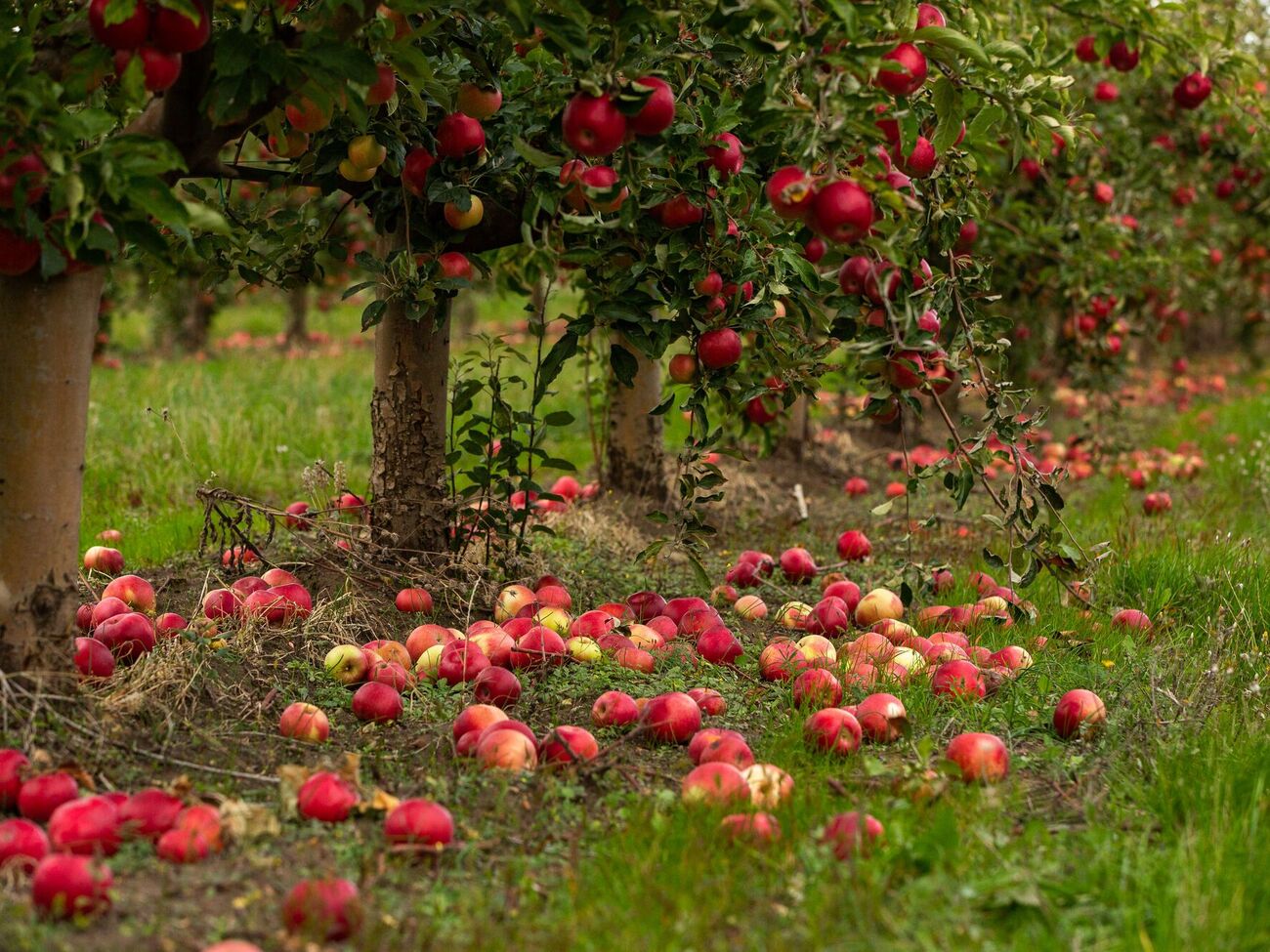 Осеннюю обработку деревьев следует проводить в два этапа