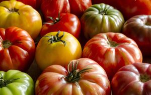 Найкраще насіння отримують зі здорових плодів