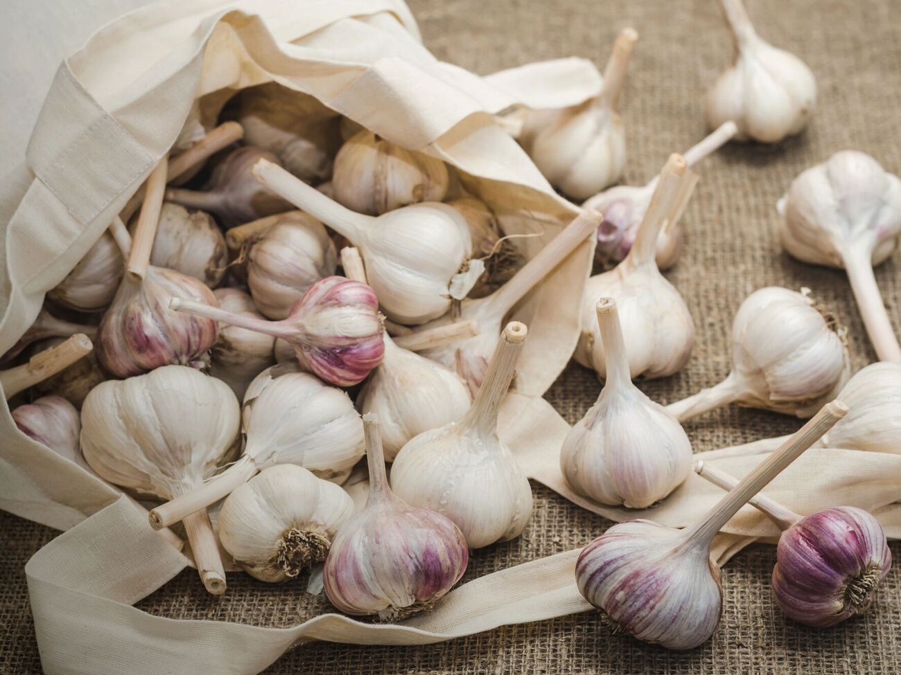 Часник не можна висаджувати на грядку, удобрену гноєм, особливо свіжим