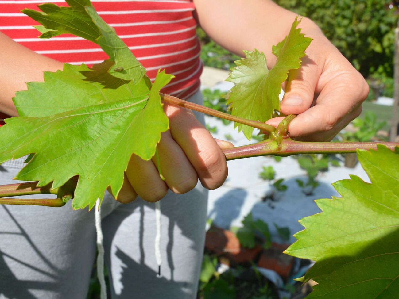 Виноград в зависимости от возраста имеет особенности обрезки