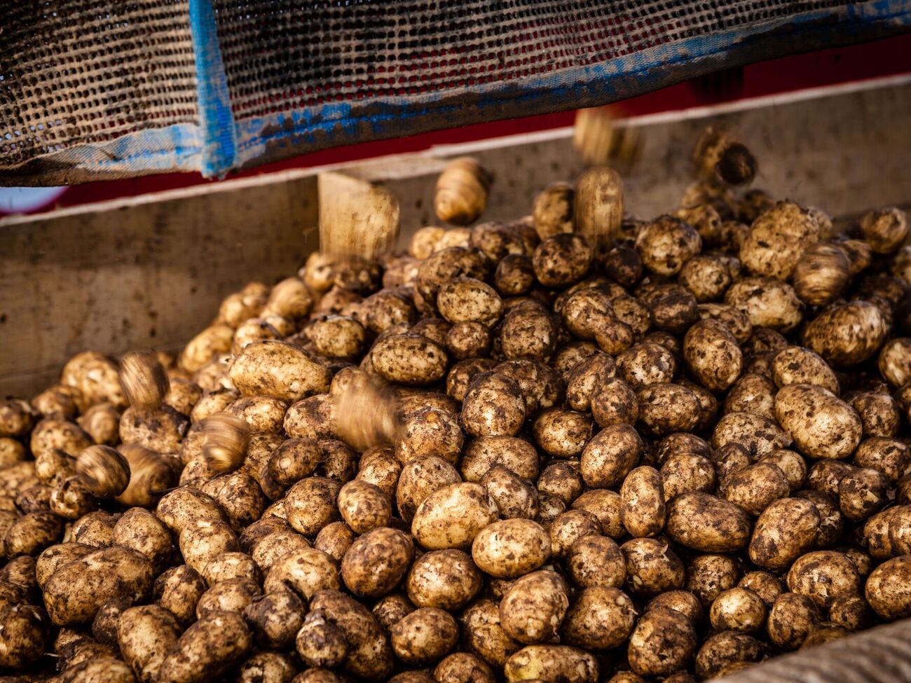 Городники рекомендують зберігати поряд із картоплею яблука