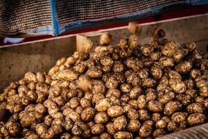 Городники рекомендують зберігати поряд із картоплею яблука