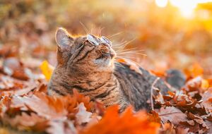 В Укргидрометцентре предупредили об облачности, однако с прояснениями