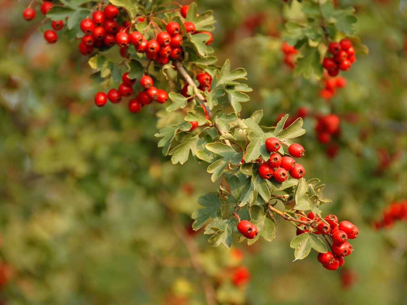Глід підходить для висадження перед зимою