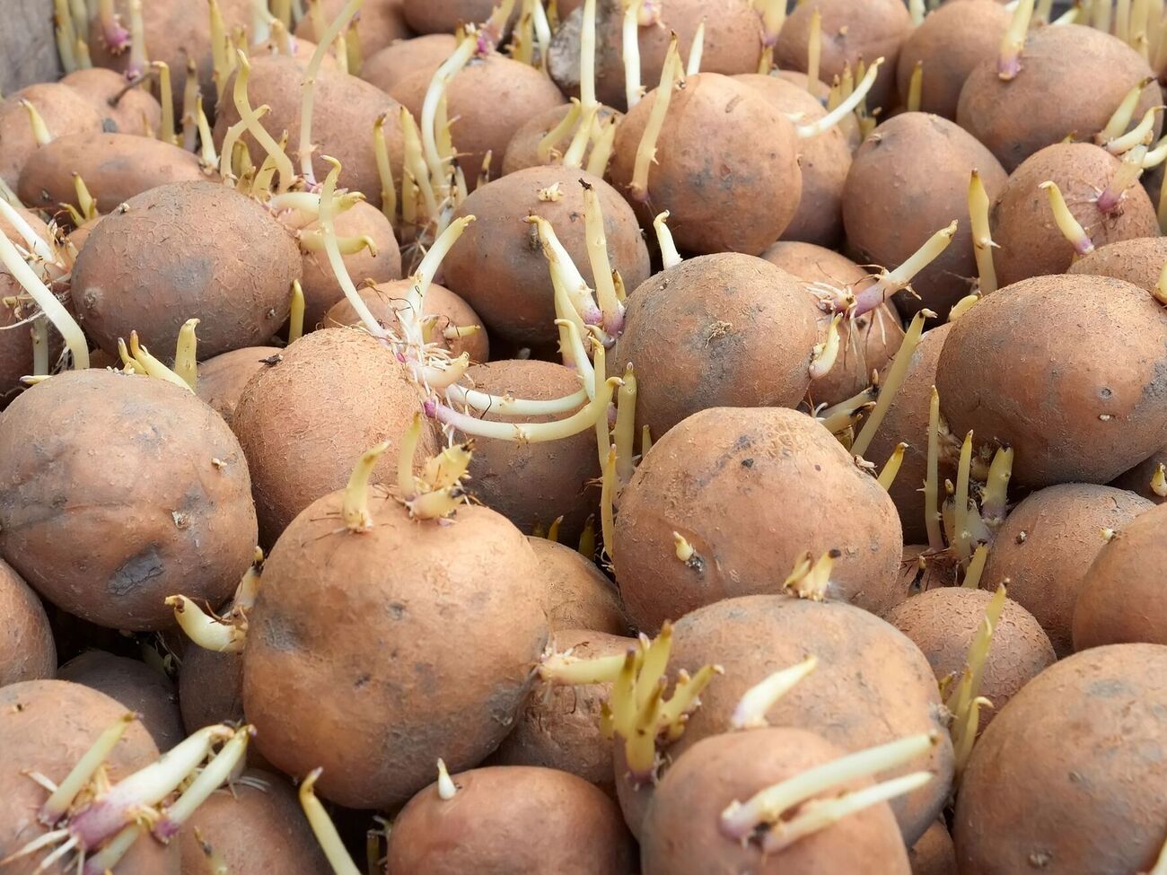 Не можна складати в один ящик картоплю, моркву, цибулю, часник