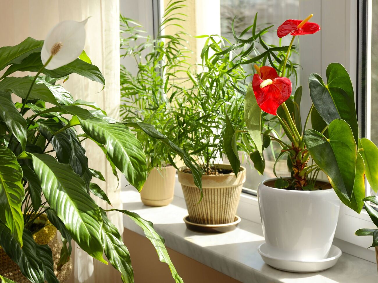 На одно растение достаточно одного стакана удобрения