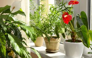 На одно растение достаточно одного стакана удобрения